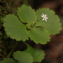 umbraticola