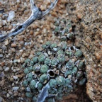 obscurum W Kosies (2)