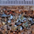 obscurum W Kosies (3)