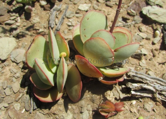 platphylla Klein Karoo (photo James Deacon) (2)