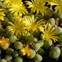 meyeri