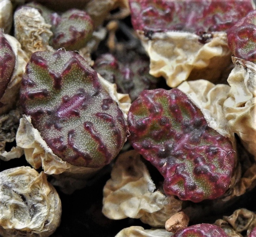 obcordellum ssp.rolfii
