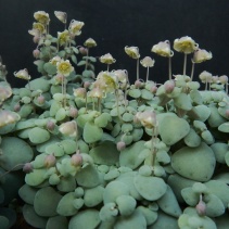 nemorosa