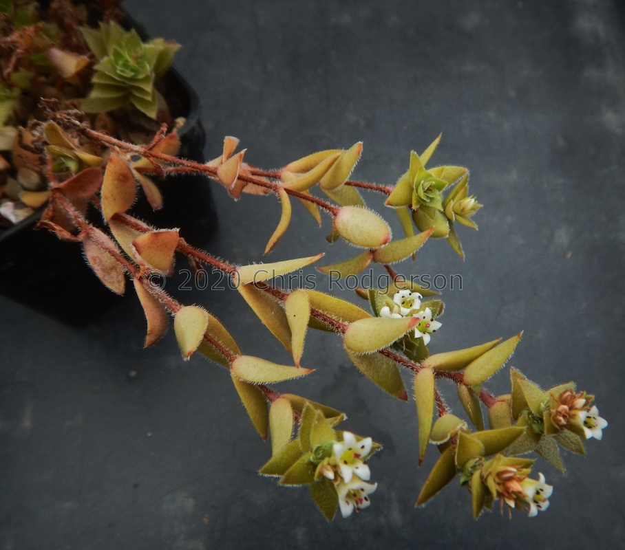 obovata Port St.John