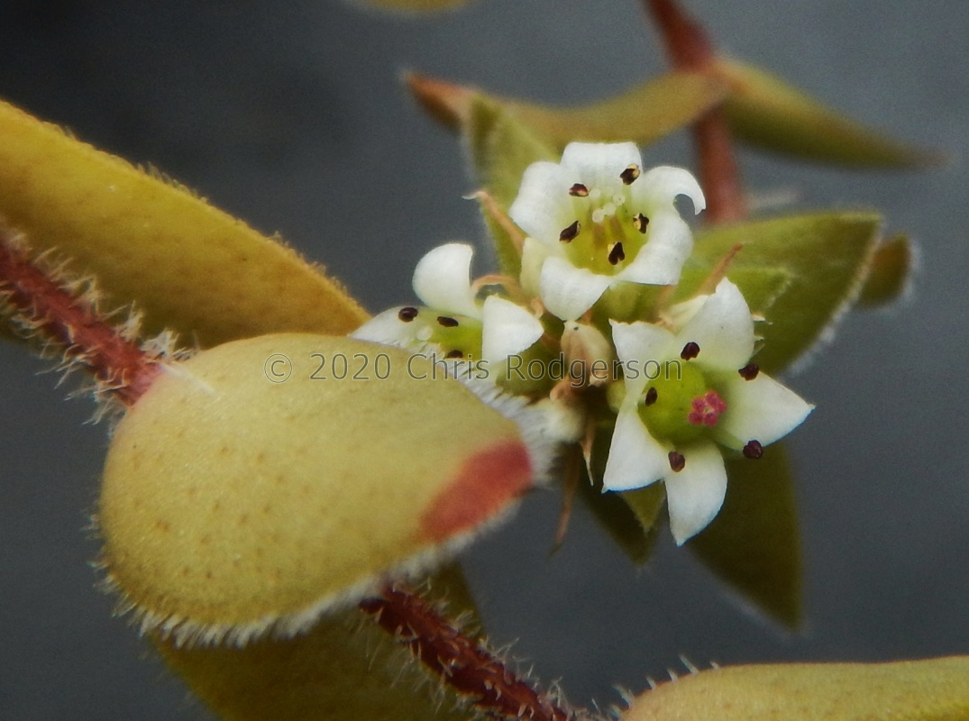 obovata Port St.John (3)