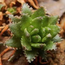 peploides