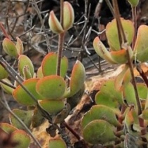 atropurpurea