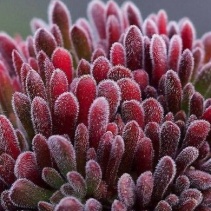 pubescens