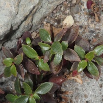 volkensii