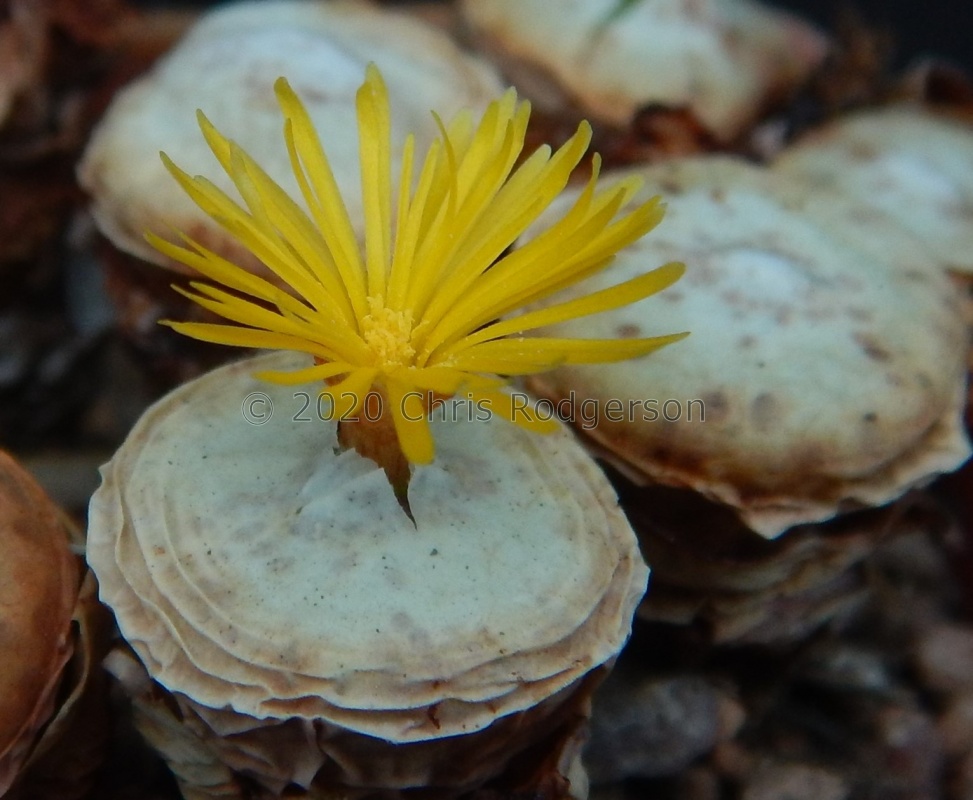 pageae 'subrisum'