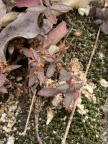 aff. expansa Limpopo (photo troos on iNaturalist)
