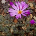 swanepoelianum ssp.rubrolineatum 2134