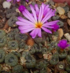 swanepoelianum ssp.rubrolineatum 2134