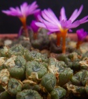 swanepoelianum ssp.rubrolineatum 2134 (2)