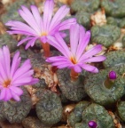 swanepoelianum ssp.rubrolineatum SH.324