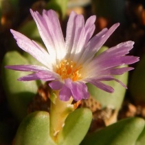 bilobum ssp.gracilistylum