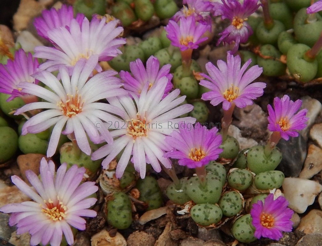 obscurum 2166  W Kosies