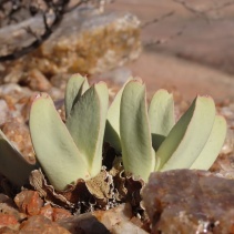 herreanthus
