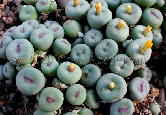 Conophytum / pageae
