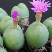 globosum