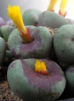 pageae 1968