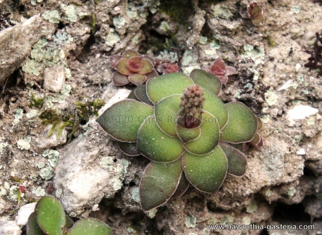 orbicularis Glencoe causeway (photo Jakub Jilemicky)