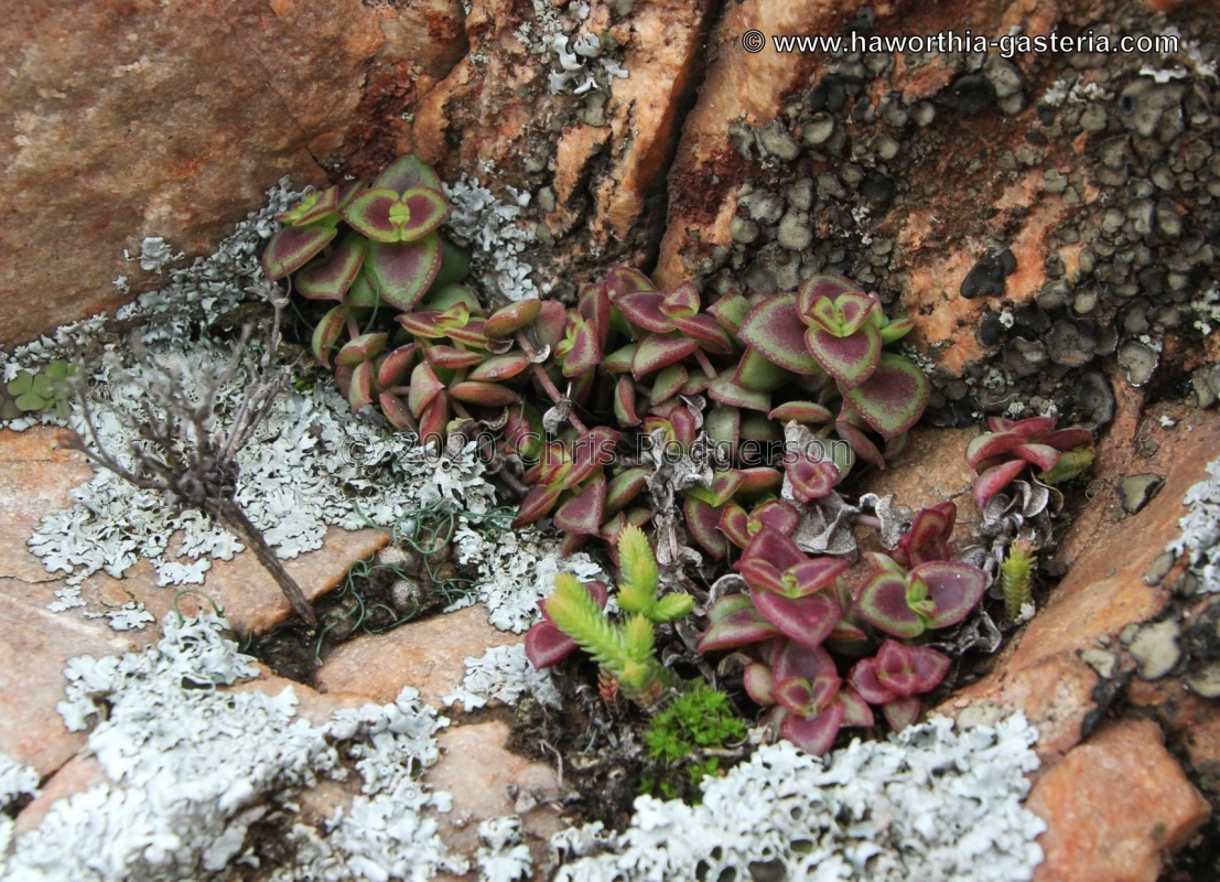 pellucida ssp. marginalis Dorschfontein (photo Jakub Jilemicky)