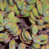 rogersii