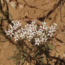 scabra
