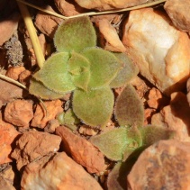 tabularis