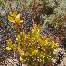 cultrata