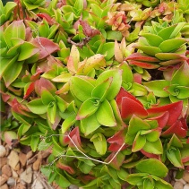 cymbiformis