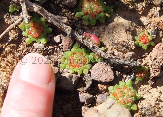 pageae Montagu (photo karoopixie on iNaturalist)