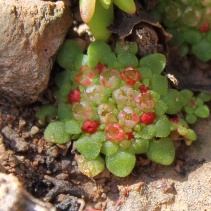 pageae