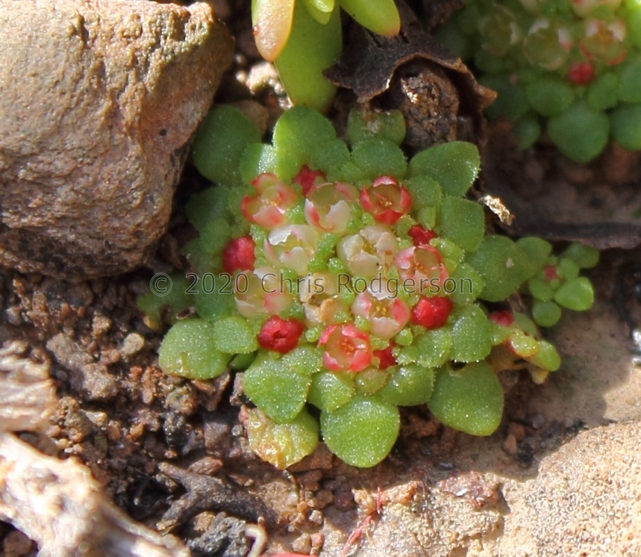 pageae Montagu (photo karoopixie on iNaturalist) (2)
