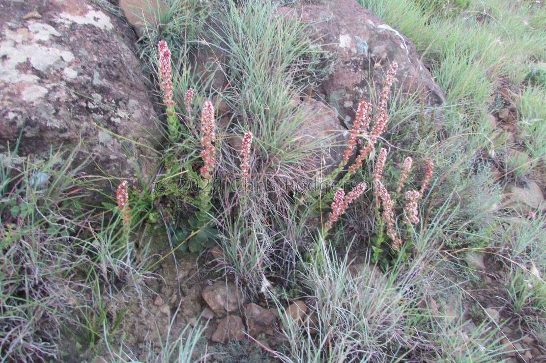 obovata  Graaff Reinet (photo James Deacon)