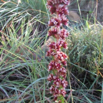 obovata