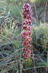 obovata  Graaff Reinet (photo James Deacon) (2)