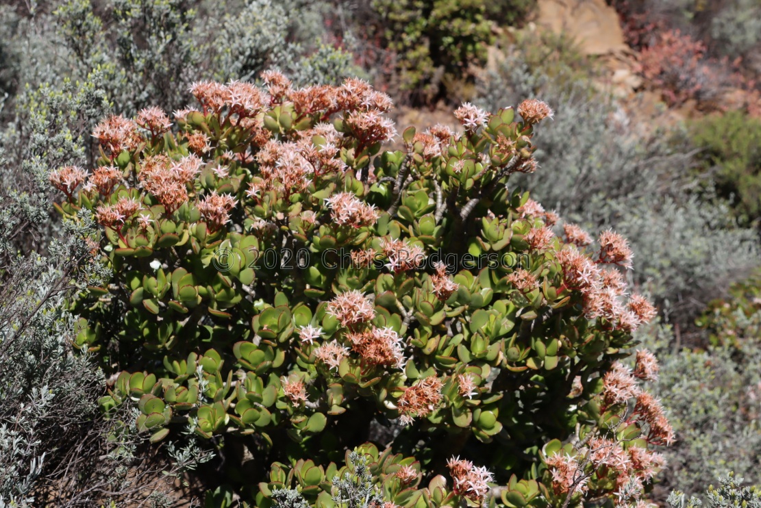 ovata Baviaanskloof (photo tonyrebelo on iNaturalist)