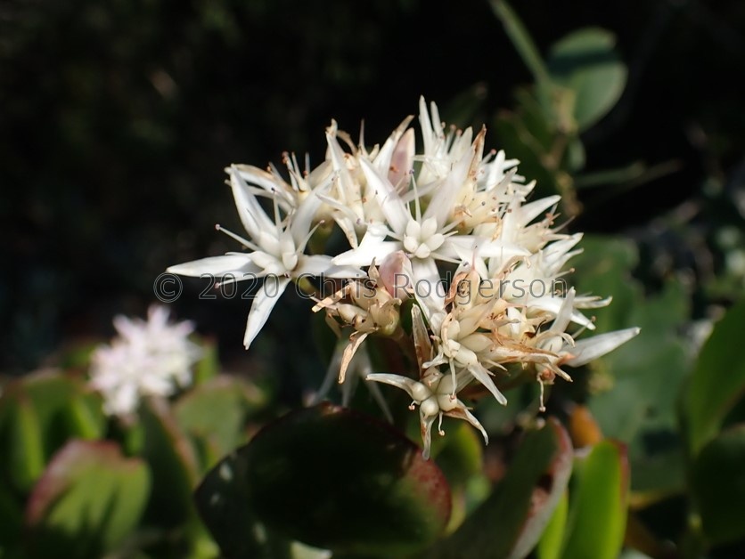 ovata Port Elizabeth (photo adriaan grobler on iNaturalist) (3)