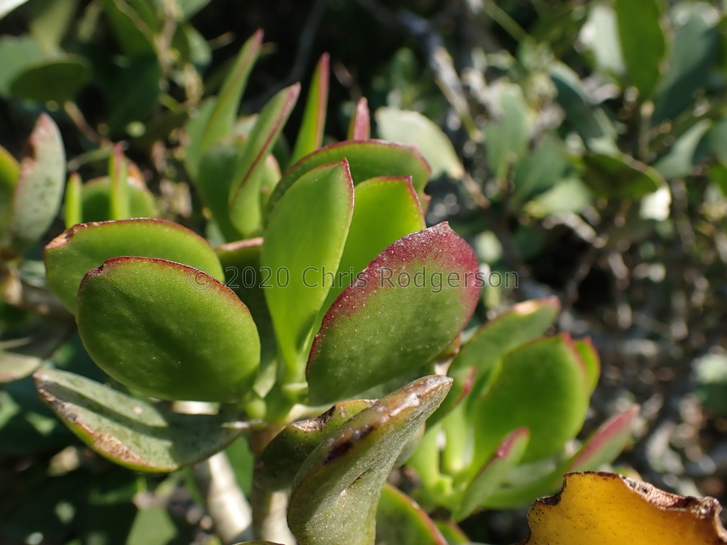 ovata Port Elizabeth (photo adriaan grobler on iNaturalist) (2)