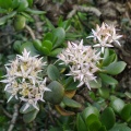 ovata Makhanda (photo craigpeter on iNaturalist)