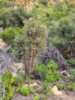 ovata Toorwaterpoort (photo joy paton on iNaturalist)