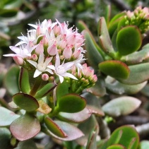 ovata
