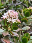 ovata Toorwaterpoort (photo joy paton on iNaturalist) (2)