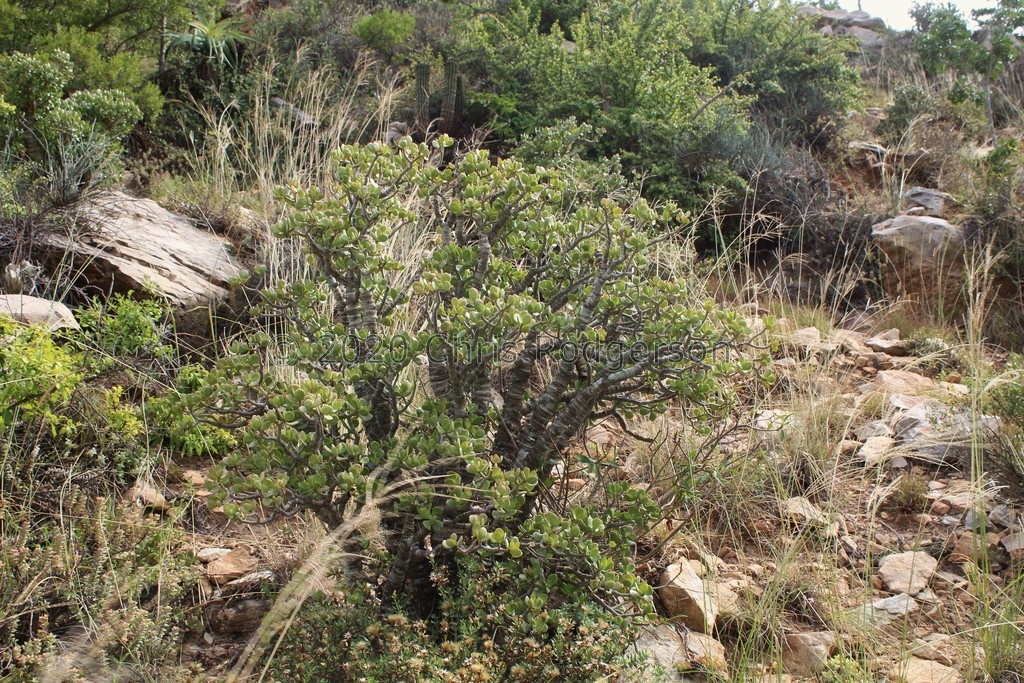 ovata Riebeek East (photo steven molento on iNaturalist)