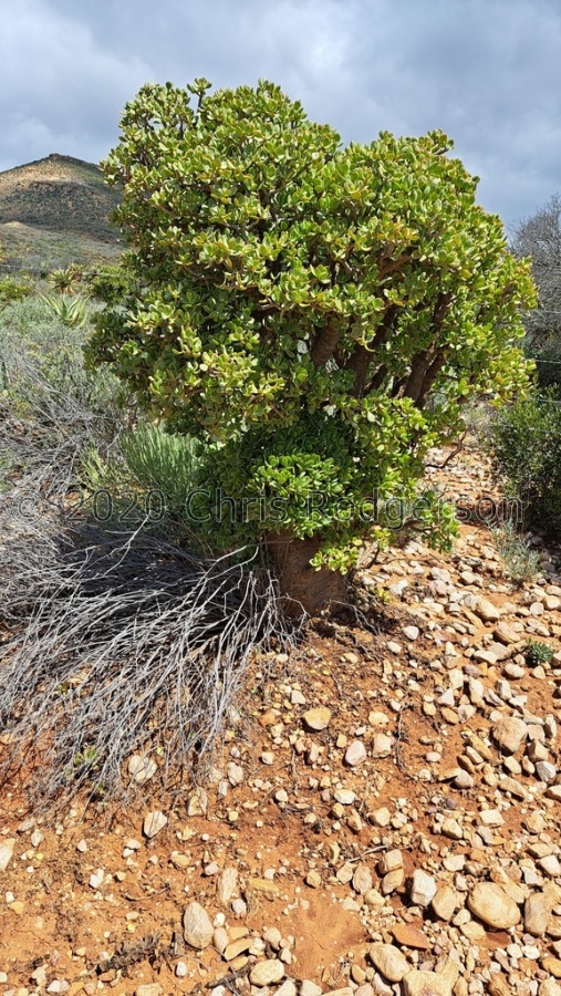 ovata Kammanassie (photo jamesvanuuren on iNaturalist).jpeg