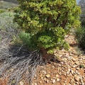 ovata Kammanassie (photo jamesvanuuren on iNaturalist)