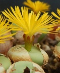 pageae 'subrisum' (2)