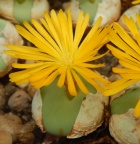 pageae 'subrisum'